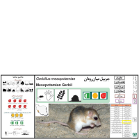 گونه جربیل بین‌ النهرین Mesopotamian Gerbil